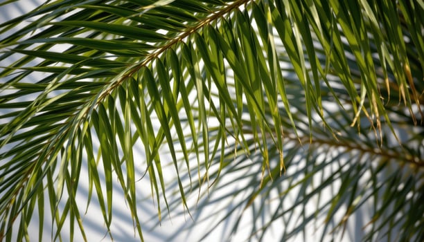 close up view of palm fronds interlocking above, casting strong striped shadows below. photo