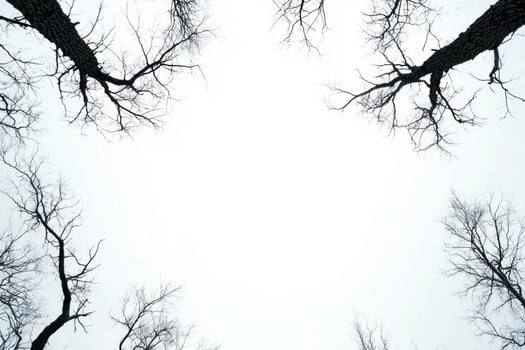 Bare tree branches reaching towards cloudy sky, creating serene winter scene photo