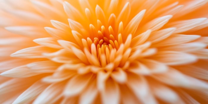Blooming orange flower close-up showcasing intricate petal details under soft natural light in a garden setting photo
