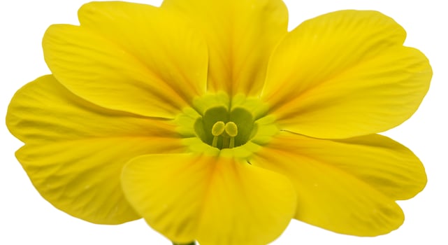 Vibrant Yellow Primrose Flower CloseUp photo