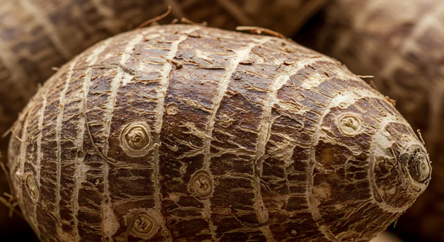 CloseUp of Taro Root Tuber Harvest Season Natural Light Photography photo