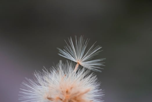 Grass texture abstract patterns Grassland photo