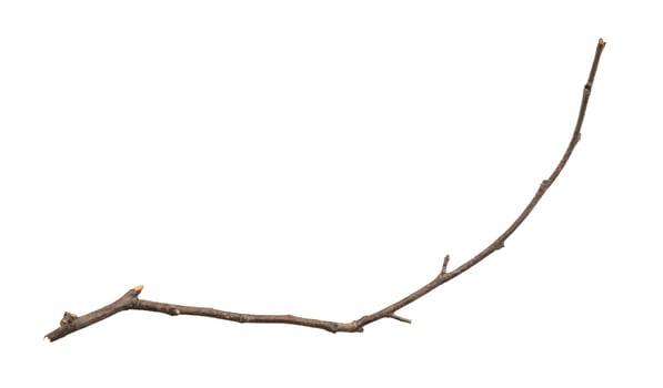 A branch with no leaves is shown photo