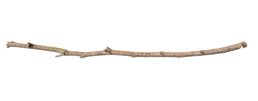 A branch with a long, thin, and brown stem photo