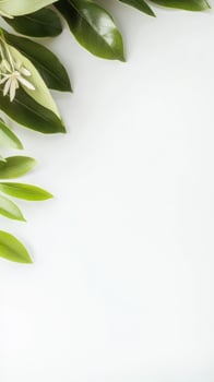 Lush Green Leaves and Delicate White Flower on Pristine White Background photo