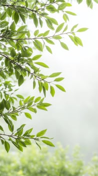 Captivating Close-Up of Vibrant Green Leaves Adorned with Sparkling Water Droplets, Evoking the Freshness of Nature and Serene Botanical Beauty, Ideal for Tranquil Backgrounds. photo