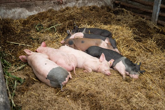 Group of pigs resting on straw in barnyard photo