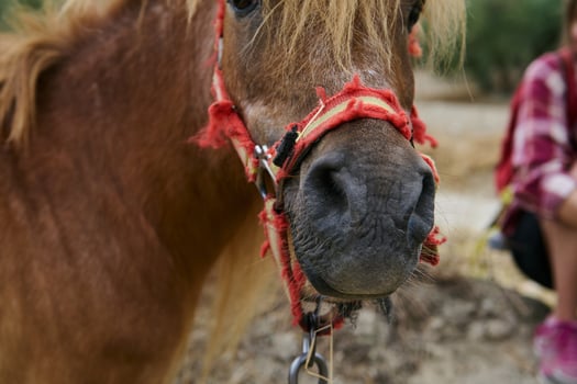 Close-Up of a Pony Muzzle with Red Halter Outdoors in Nature photo