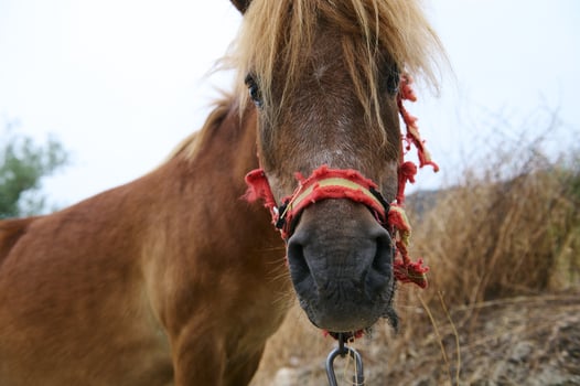 Close-Up of a Brown Pony with Red Rope Halter in a Natural Rural Setting photo