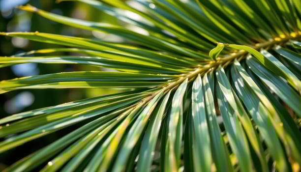 close up view of a palm leaf showing fine linear details and a tropical atmosphere. photo