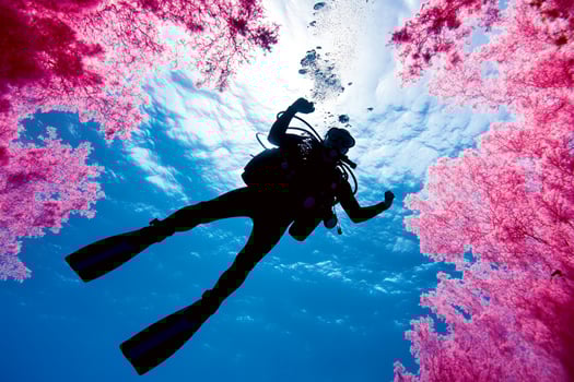 A scuba diver in front of pink trees photo