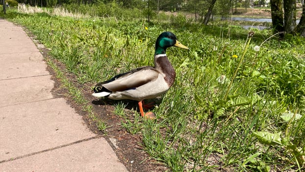 A duck standing on the side of a sidewalk photo