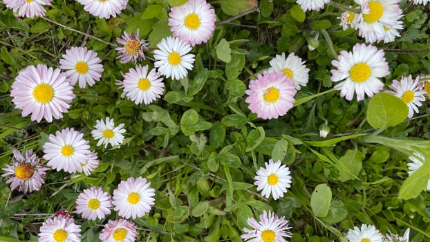 A field of daisies in the spring photo