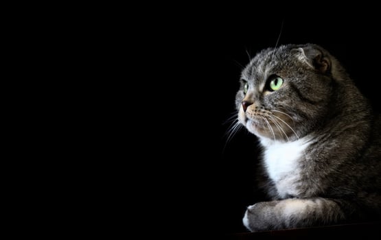 Close-up of a Scottish Fold cat with green eyes, sitting in a dark environment. The image captures the cat's attentive expression and detailed fur texture, creating a serene and contemplative mood. photo