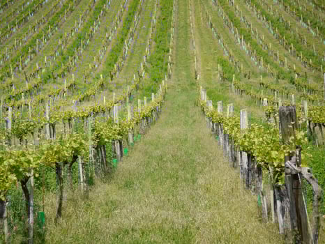 Rows of grapevines in vineyard. Wine production or agriculture concept photo