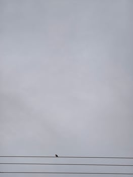 Bird perched on wire against cloudy sky minimal aesthetic nature photography stock image for download photo