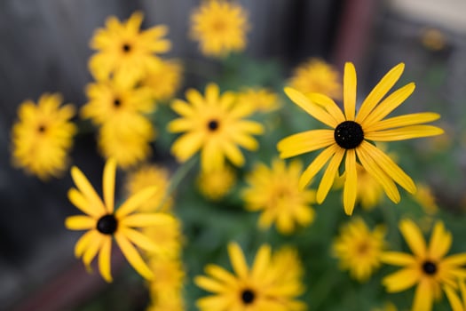 .beautiful yellow rudbeckia flowers grow in the garden photo