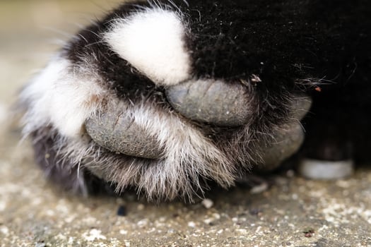 Macrophotography of the surface texture of a cat's paw. The black-furred cat's paws are covered in dirt and crust, and its fur is covered in mud. Close-up shot of an animal's body. Negative Space photo