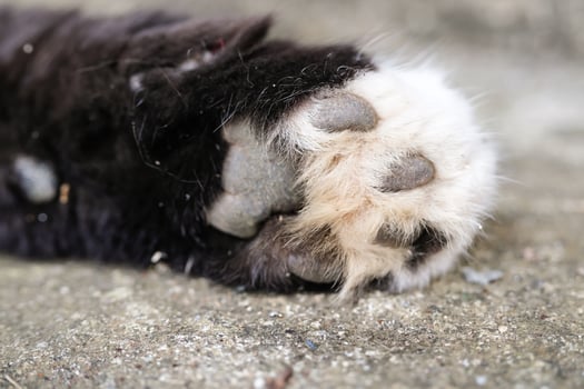Macrophotography of the surface texture of a cat's paw. The black-furred cat's paws are covered in dirt and crust, and its fur is covered in mud. Close-up shot of an animal's body. Copy Space photo