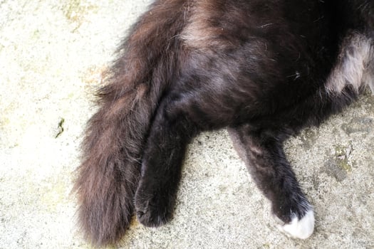 Top angle of the furry texture on the cat's feet and tail. The black-furred cat's paws are lying on the cement floor, relaxed and happy. Close-up shot of an animal's body. Negative space. photo