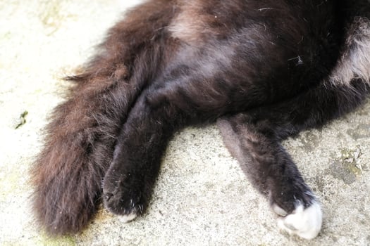 the furry texture on the cat's feet and tail. The black-furred cat's paws are lying on the cement floor, relaxed and happy. Close-up shot of an animal's body. Negative space. photo