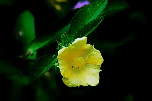 yellow flower, green leaf, rain, green leaf, raindrops, green leaf, raindrops photo