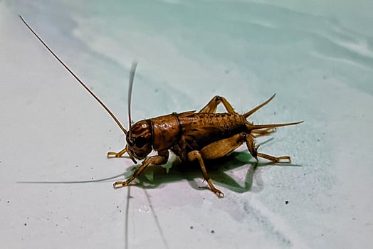 A brown cricket on a white surface photo