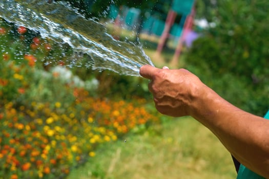 Stream of water from a hose. Watering plants in the summer heat photo