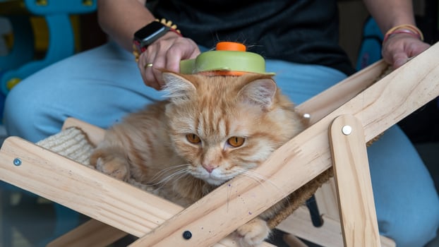 Woman hand grooming cat with orange brush pet care, feline grooming, animal love concept photo