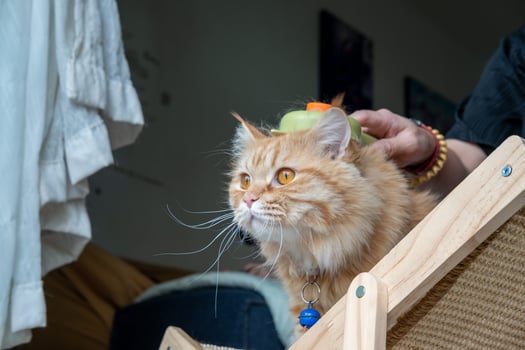 Loving woman grooming her cat with bright orange brush, highlighting pet care and animal bonding. photo