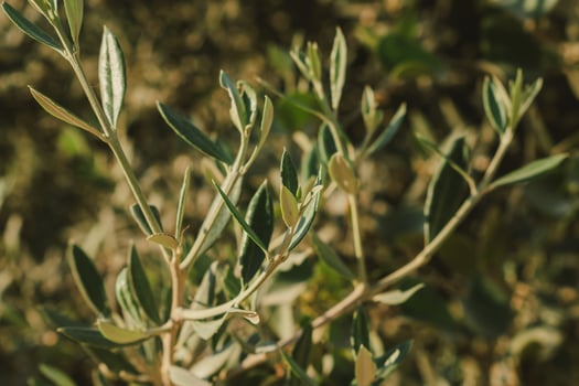 Olive green branches close-up in sunlight. A symbol of the Mediterranean photo