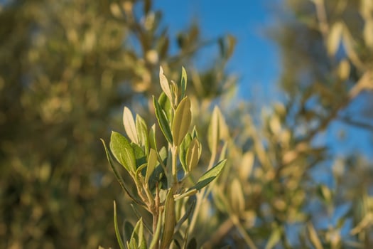 Olive branches close up in sunlight. A symbol of the Mediterranean photo