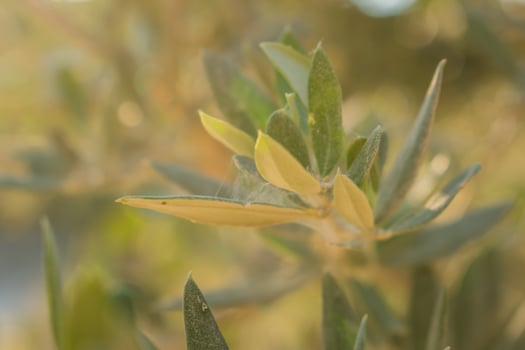 Olive branches close up in sunlight. A symbol of the Mediterranean area photo