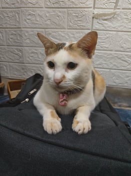 Adorable Calico Cat Looking Away photo