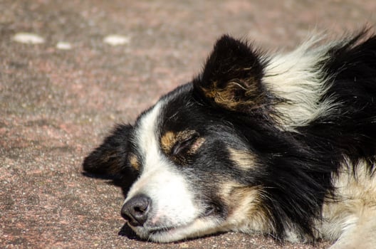 Animal portrait a dog's serene and sleepy expression. photo