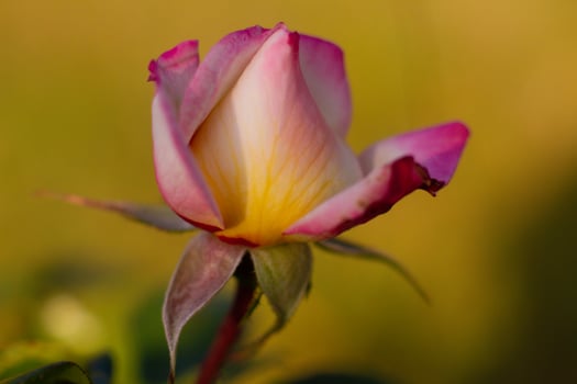 pink rose growing in the garden photo