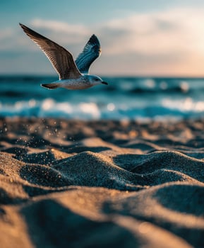 Seagull soars above sandy beach during golden hour at sunset photo