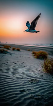 Seagull soars above wavy sand on a Beach at Sunset photo