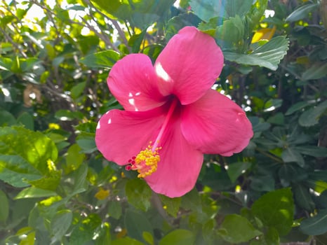 Pink Hibiscus Flower with Prominent Stamen Surrounded by Green Foliage photo