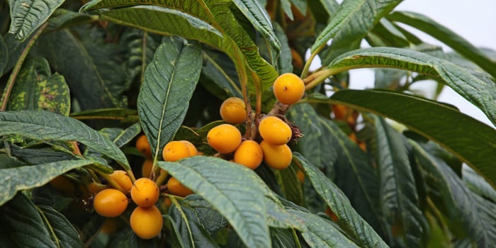 Vibrant loquat fruit in focus, showcasing the tree's lush leaves and ripe produce. photo