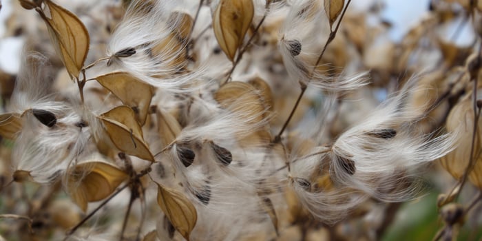 Close-up captures the delicate beauty of milkweed seeds as they release into the wind. photo