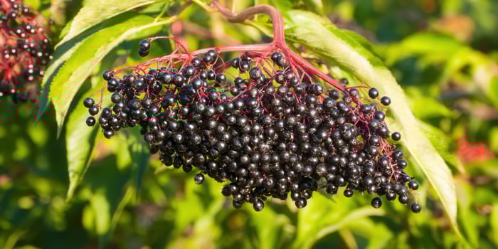 A vibrant close-up shows ripe elderberries on a branch, a symbol of nature's bounty. photo