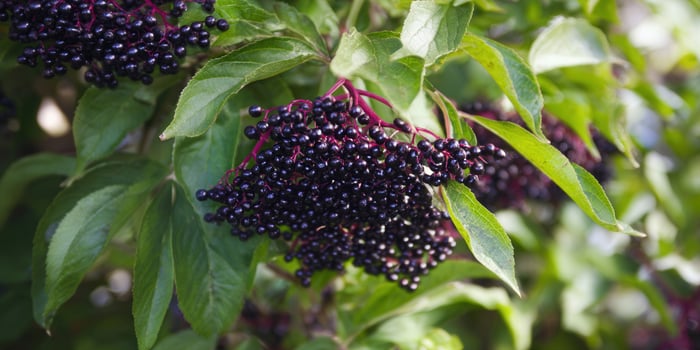 A close-up of ripe elderberries hanging on a branch with vibrant green leaves in the sunlight. photo