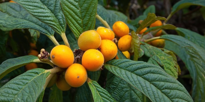 A cluster of ripe loquat fruits glows against lush green leaves, capturing nature's beauty. photo
