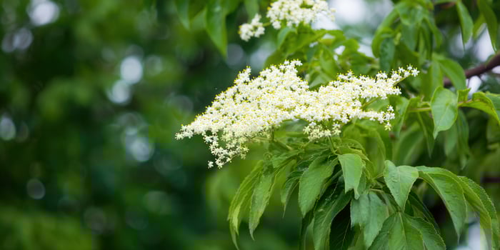 Elderflower blossoms in full bloom, creating a beautiful display of nature's artistry in the sunlight. photo