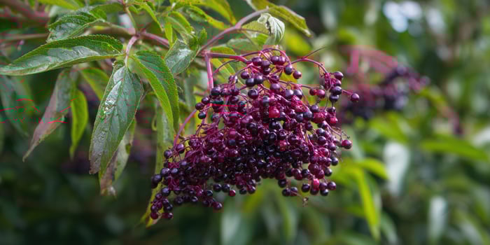 Ripe elderberries hang heavily from a branch, surrounded by green foliage in a natural scene. photo