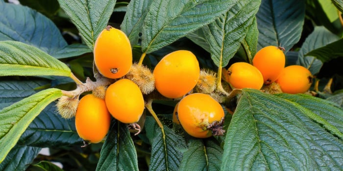 A branch of loquat fruits, showcasing their vibrant orange color and lush green foliage. photo