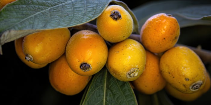 Delicious, ripe loquats, vibrant and sweet, hang from a branch, ready for picking and enjoying. photo