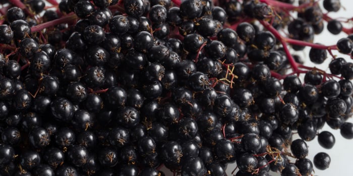A close-up of fresh, ripe black elderberries growing on a branch. photo
