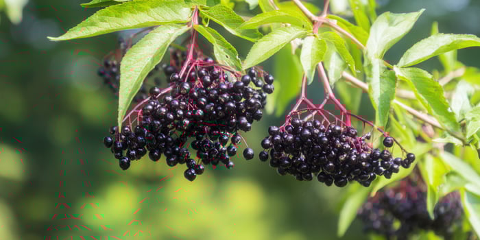 Fresh elderberries hang on a branch, displaying vibrant black color and a lush green backdrop. photo